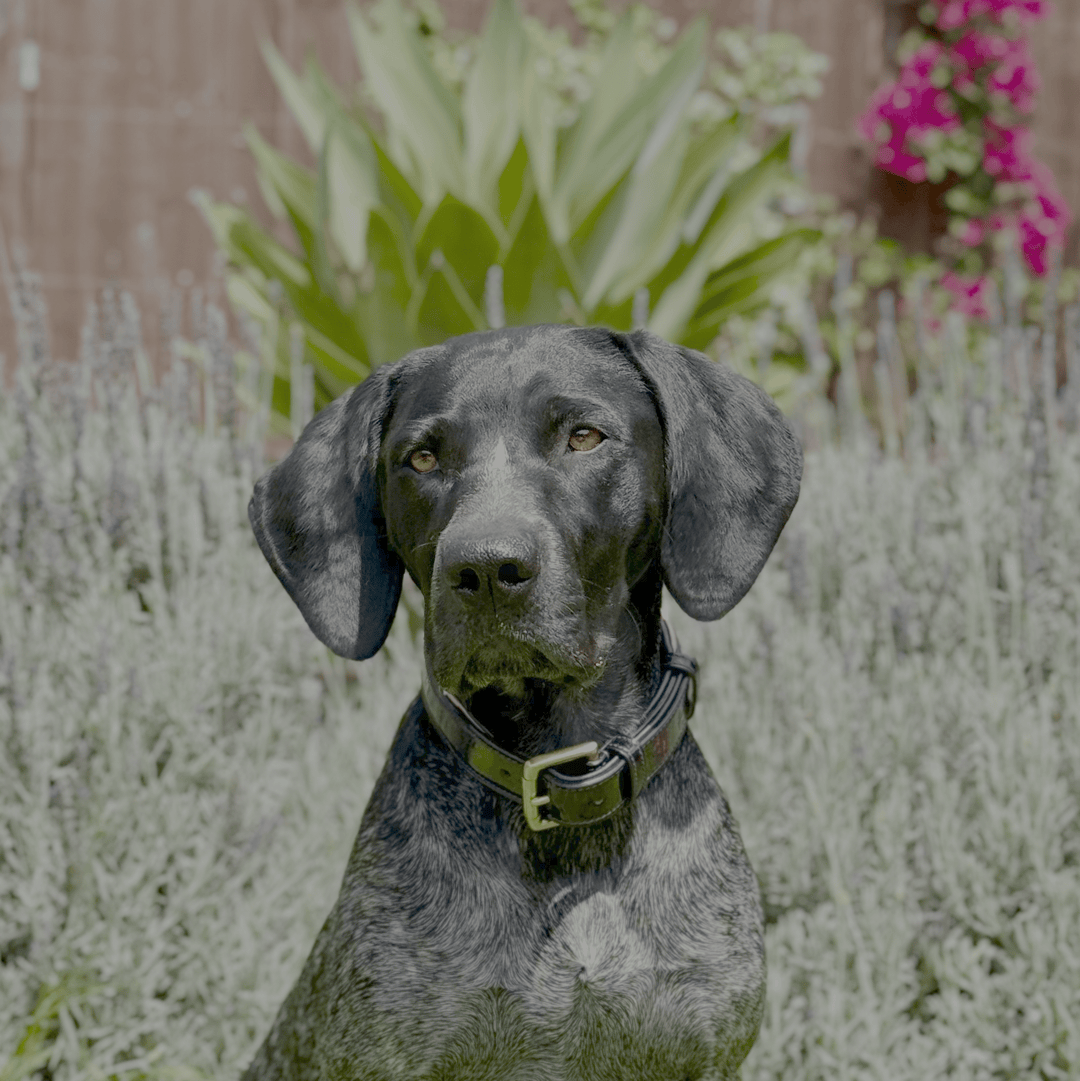 Halter Ego Revolution Blue Patent Leather Dog Collar on a dog