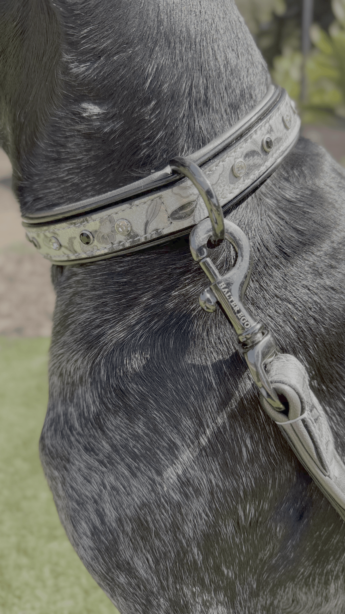 Halter Ego Venetian Leather Dog Leash on a dog