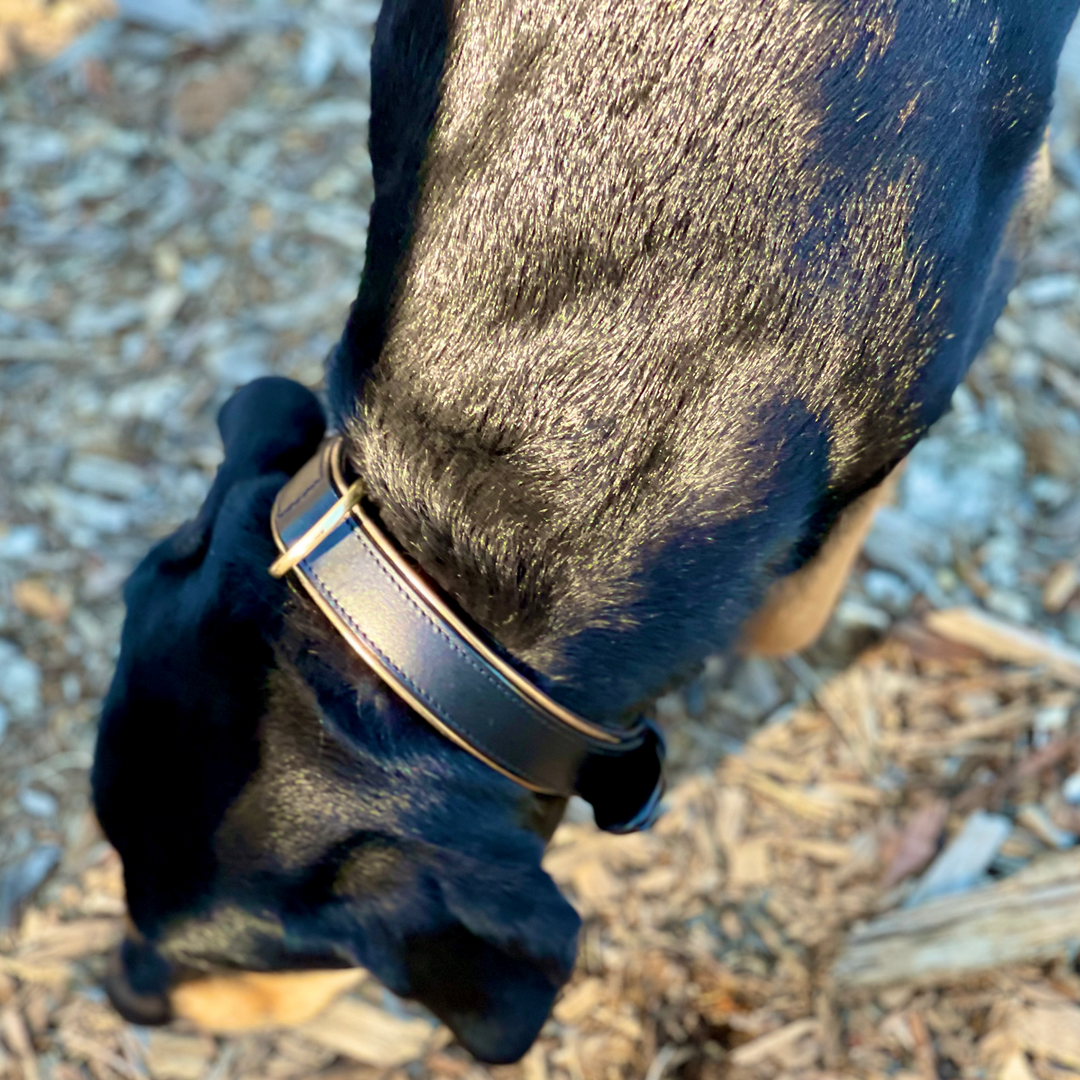Halter Ego Milan Black Leather Dog Collar with Burnished Gold Trim on a dog