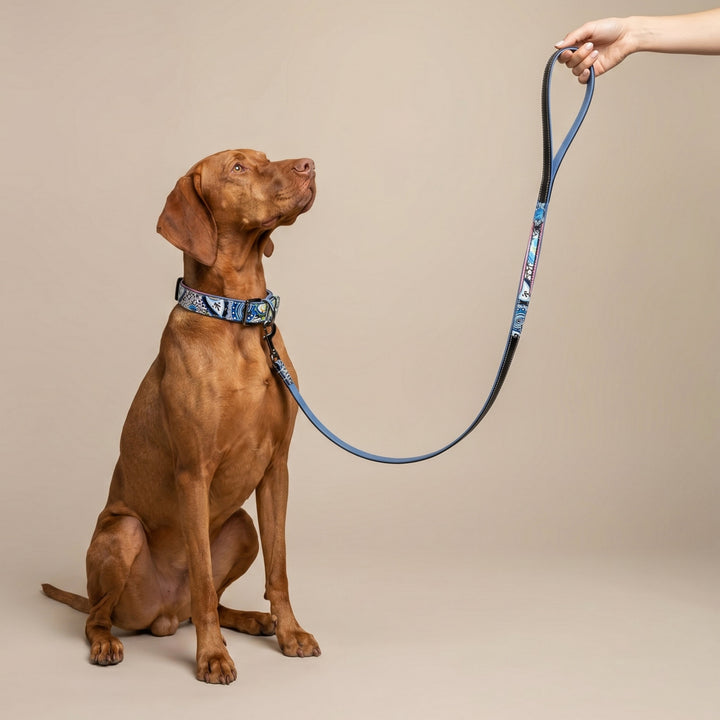Halter Ego Blossom Leather Dog Leash on a dog