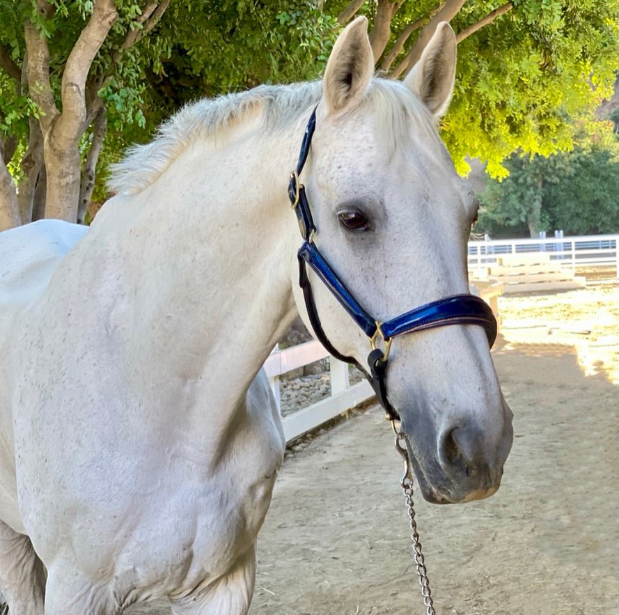 Halter Ego Revolution Cobalt Blue Patent Leather Horse Halter on a horse