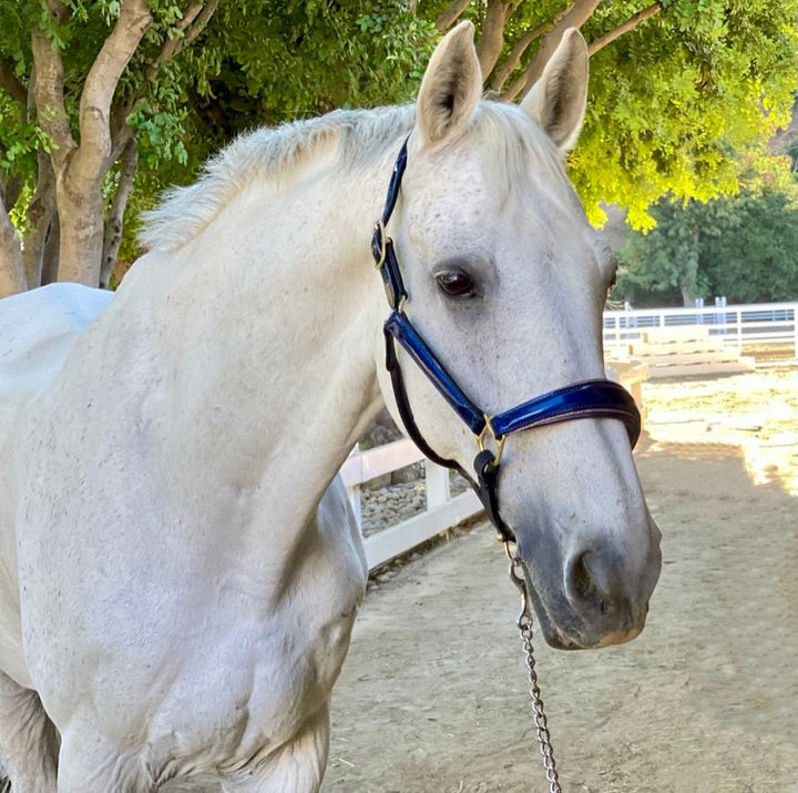 Halter Ego Revolution Cobalt Blue Patent Leather Horse Halter on a horse