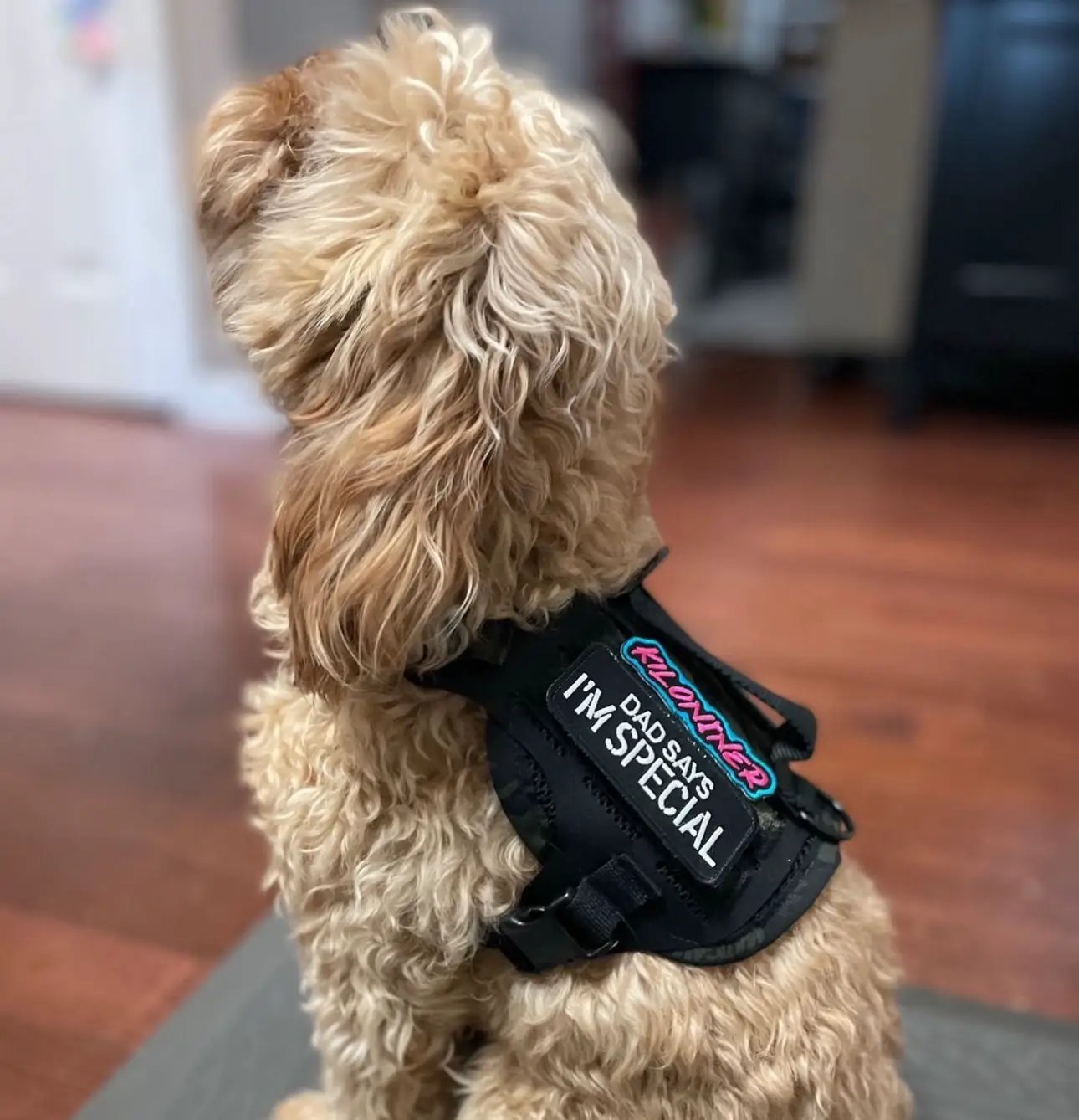 Dad Says I'm Special Embroidered Morale Patch Hook Backing 3.5 X 1.5 by kiloninerpets