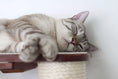 Load image into Gallery viewer, The Catacombs cat condo: Cat tree scratching post system by Catastrophic Creations, gray tabby cat sleeping on platform.
