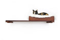 Load image into Gallery viewer, The Cat Nest Bed wooden cat shelf with plush white fur nest; calico cat lounging inside.
