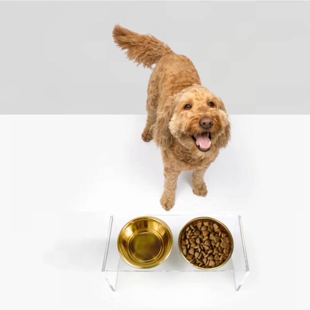 Hiddin Clear Acrylic Double Feeder with Gold Bowls – 7 in High