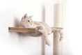 Bild in Galerie-Betrachter laden, The Crow's Nest wall cat scratcher with hammock; beige cat lounging on a wooden platform
