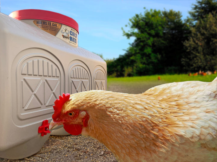 OverEZ Classic Chicken Waterer