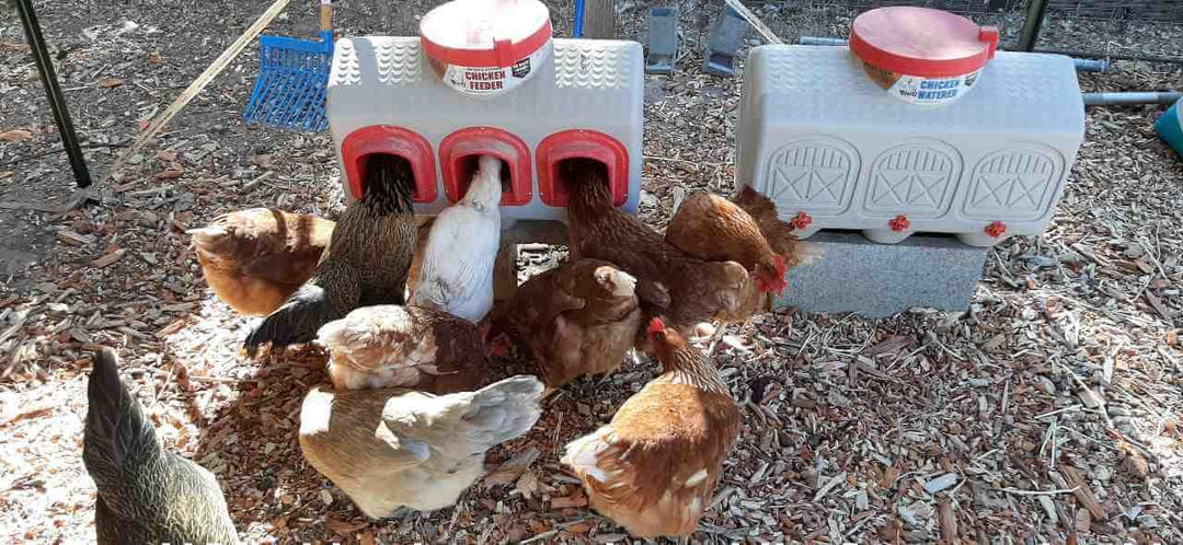 OverEZ Classic Chicken Feeder