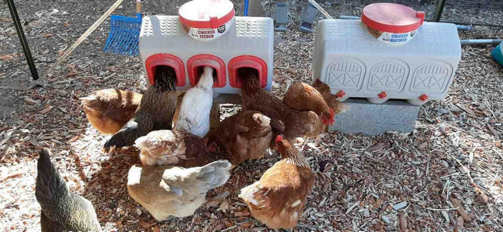 OverEZ Classic Chicken Feeder