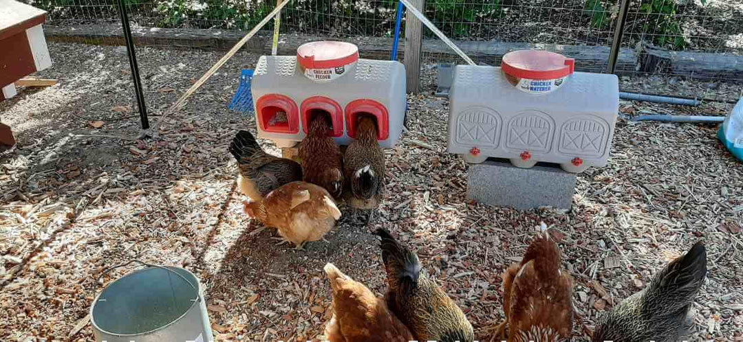 OverEZ Classic Chicken Waterer