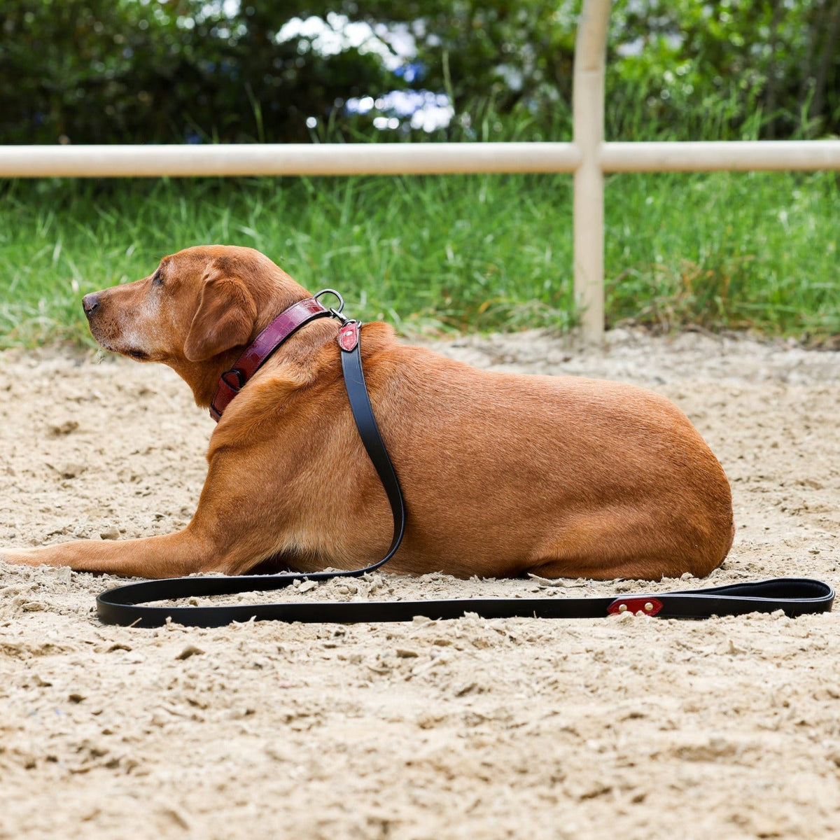 Halter Ego Breanna Red Croc Leather Dog Leash on a dog