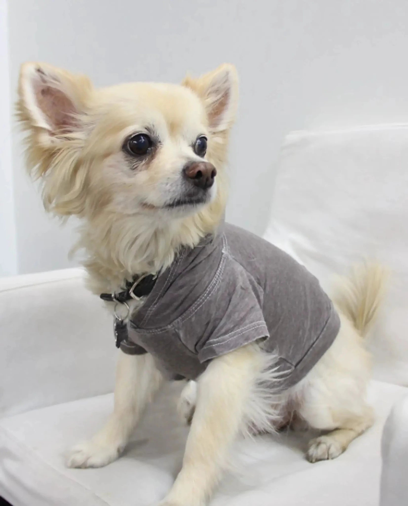 The Everyday Pet Hoodie
