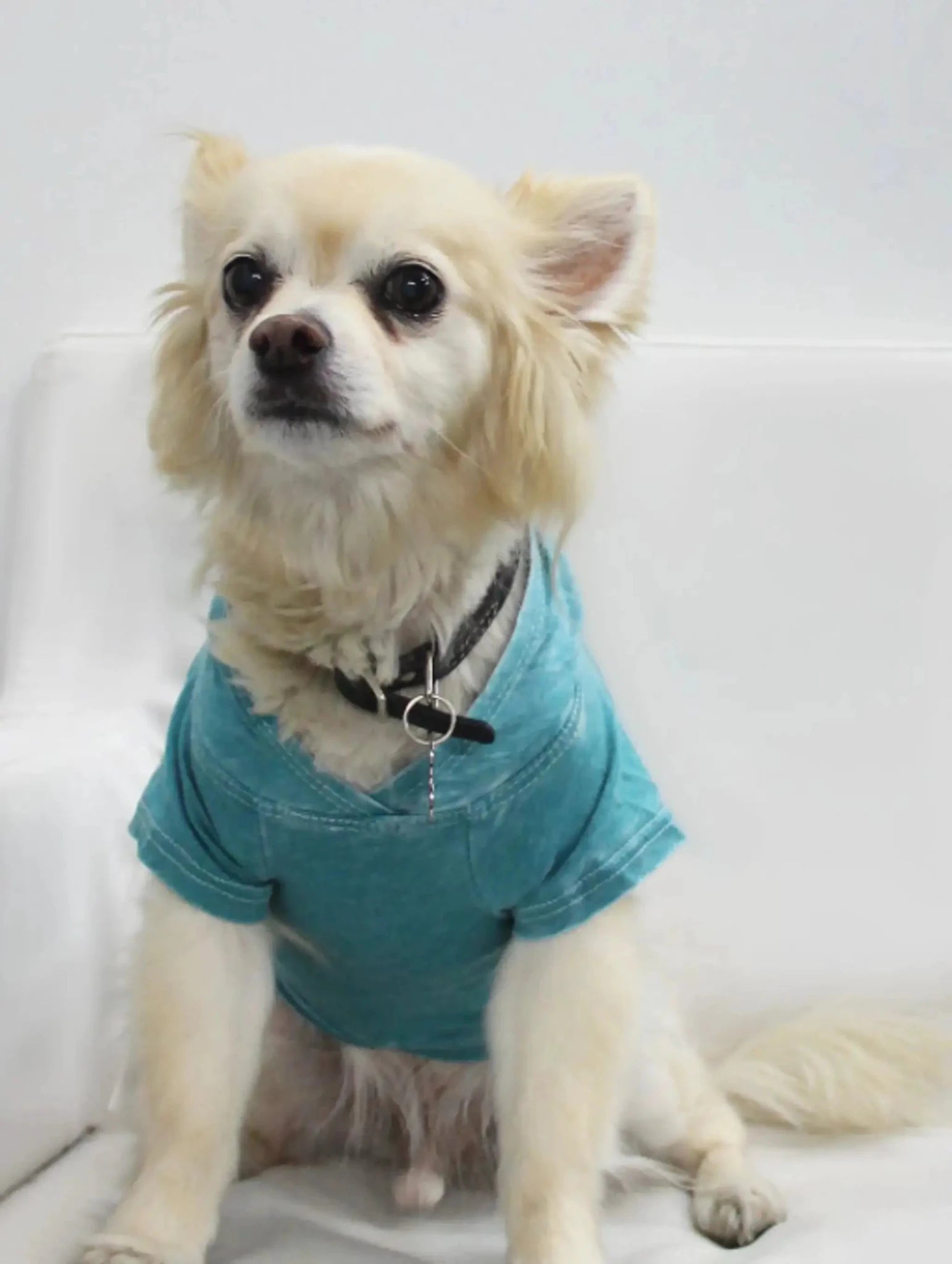 The Everyday Pet Hoodie