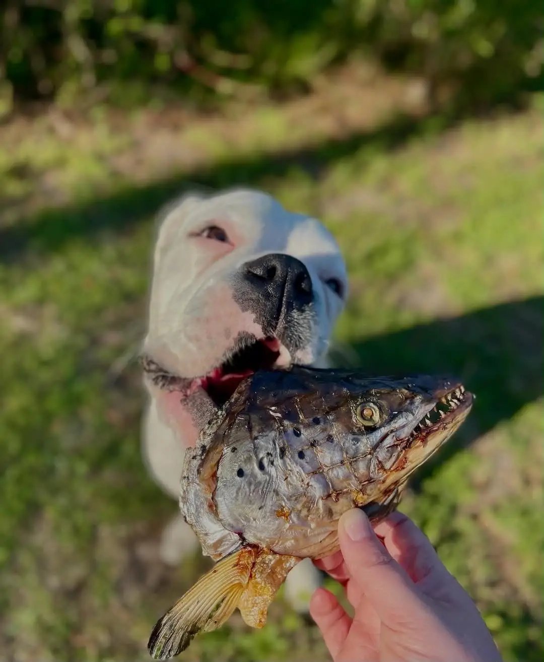 Salmon head (2 halves) from Naked Beasts, held by a dog outdoors.