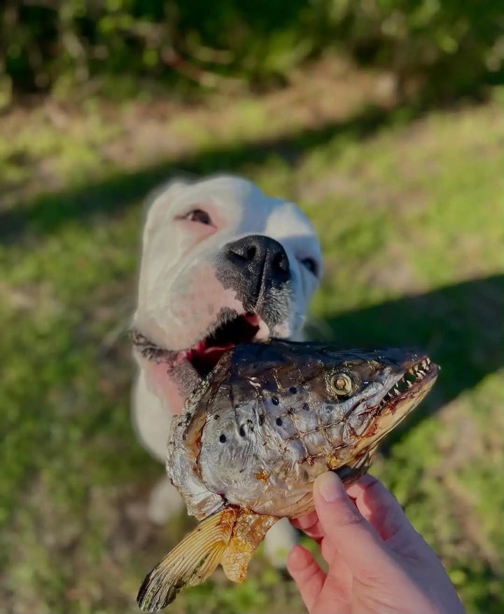 Salmon head (2 halves) from Naked Beasts, held by a dog outdoors.