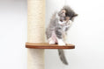 Carica l'immagine nel visualizzatore della galleria, The Deluxe Cat Fort - Modern Cat Condo by Catastrophic Creations, kitten on wood platform of beige sisal rope cat tree.
