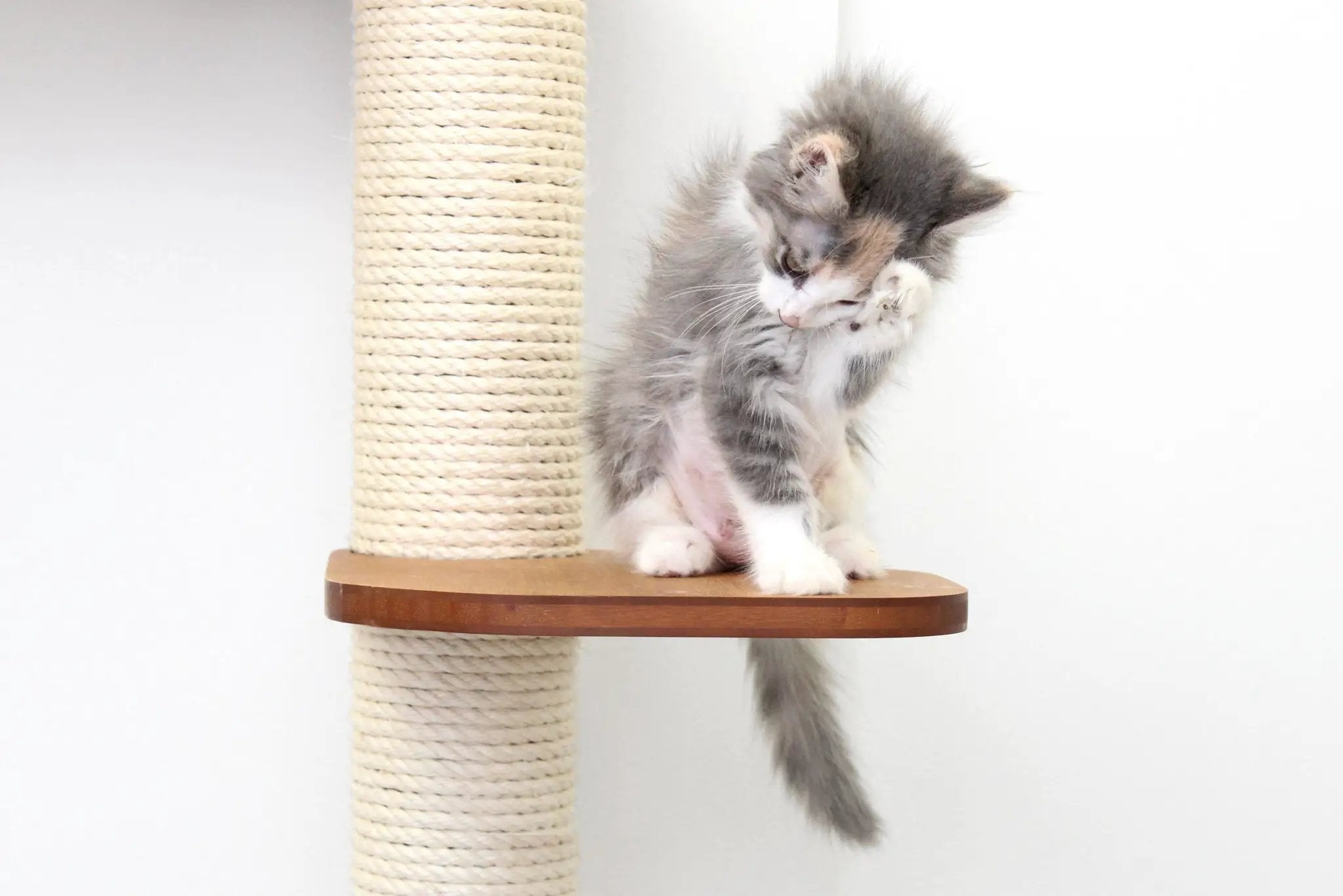 The Deluxe Cat Fort - Modern Cat Condo by Catastrophic Creations, kitten on wood platform of beige sisal rope cat tree.