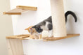 Carica l'immagine nel visualizzatore della galleria, Deluxe Cat Fort Modern Cat Condo; light wood shelves, beige sisal-wrapped post, 2 cats.
