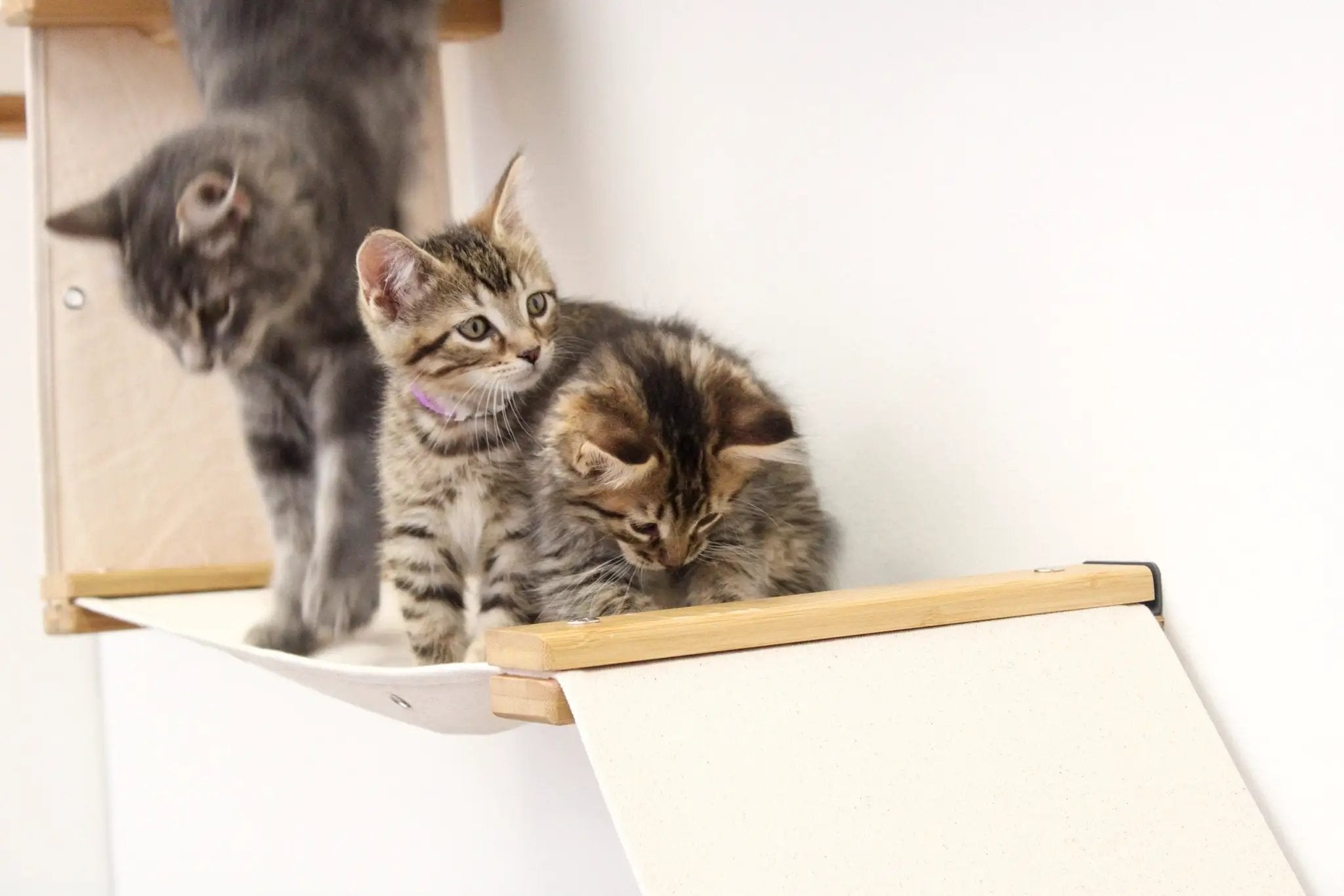 The Deluxe Cat Fort Modern Cat Condo on a light wood platform with beige carpet; two tabby cats.