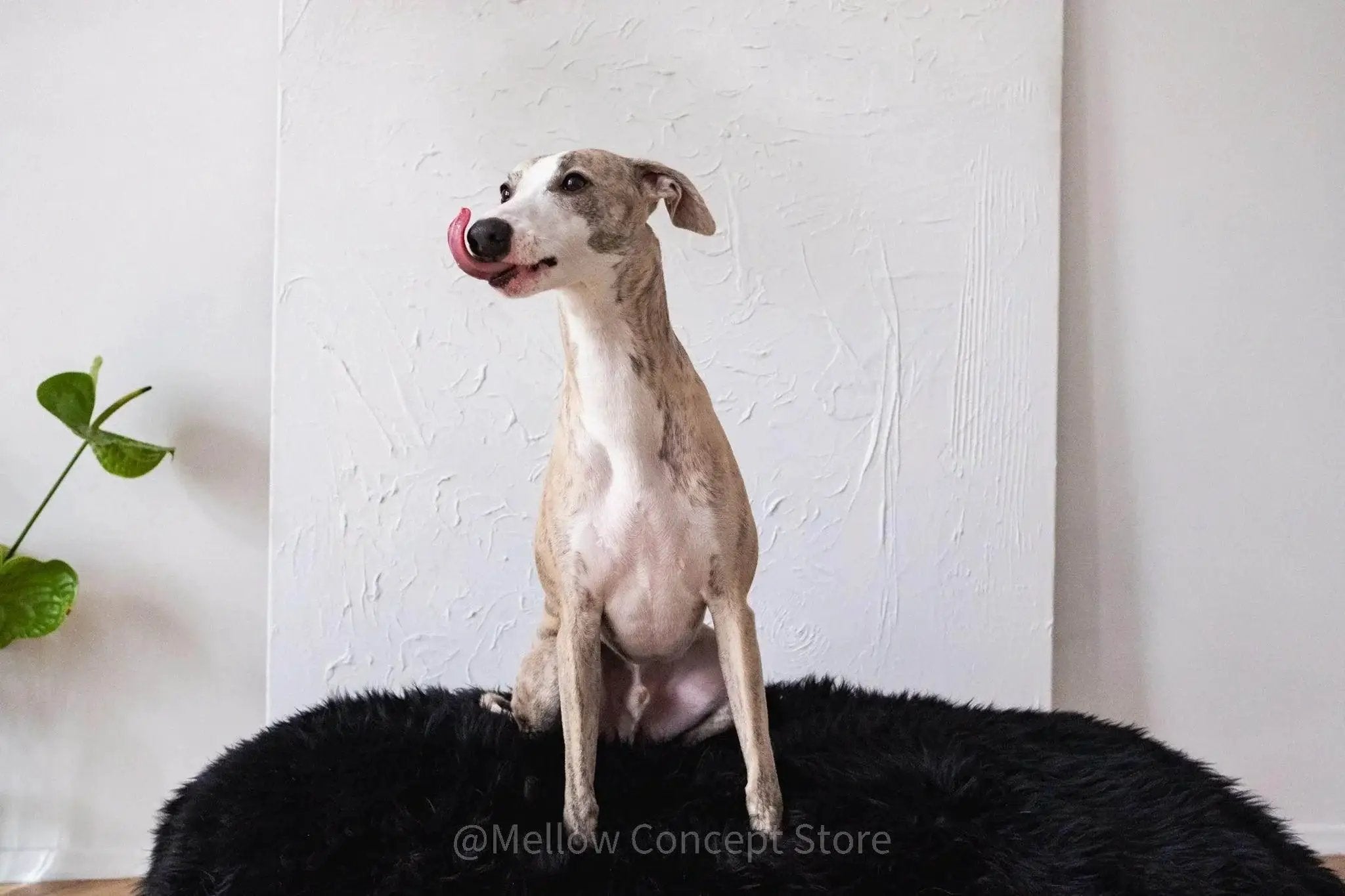 Oval Sheepskin™ Luxury Pet Bed by Nai Pet Store