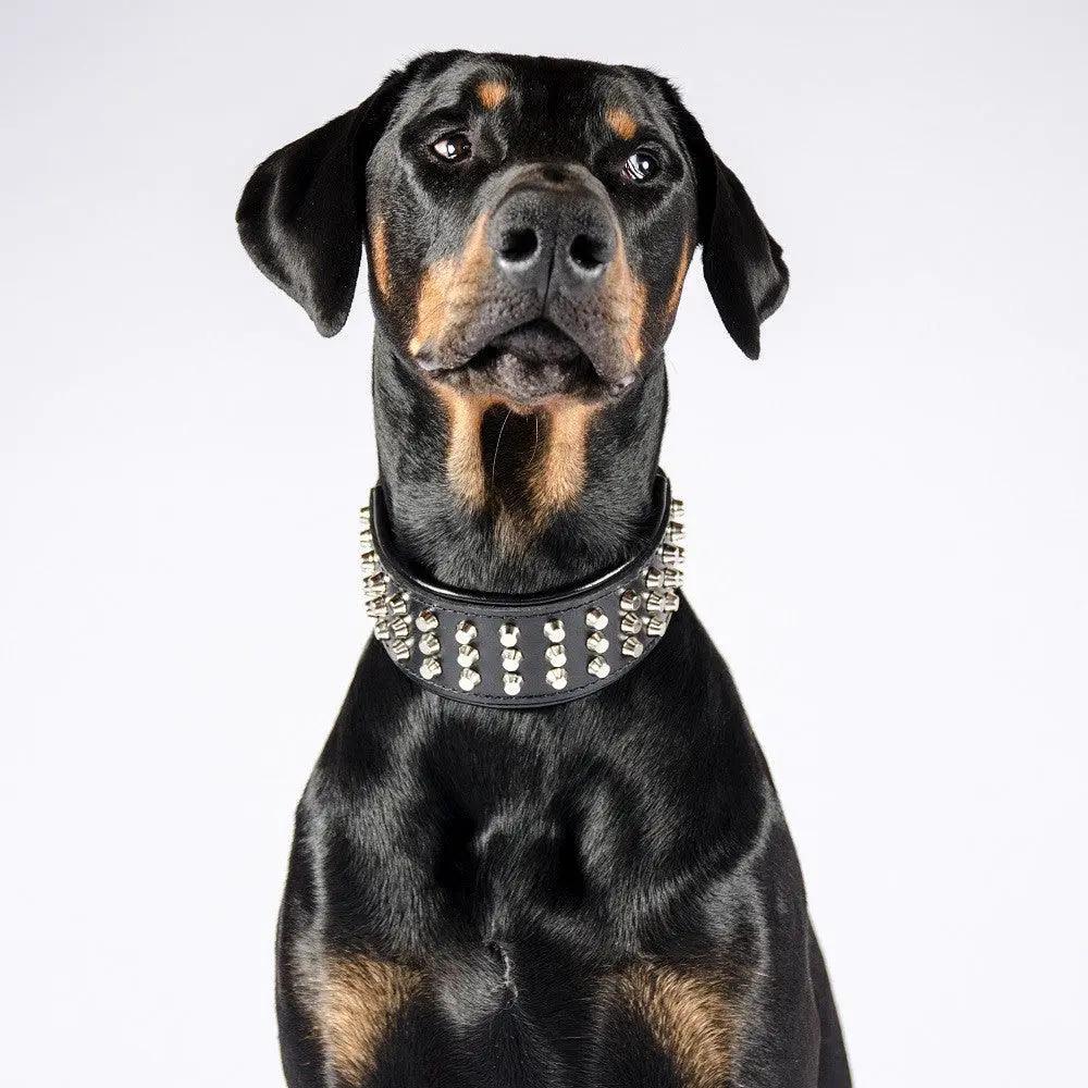 Bestia Custom Dog Gear Stud Collar With Nickel Plated Barrel Studs by Bestia Dog Gear