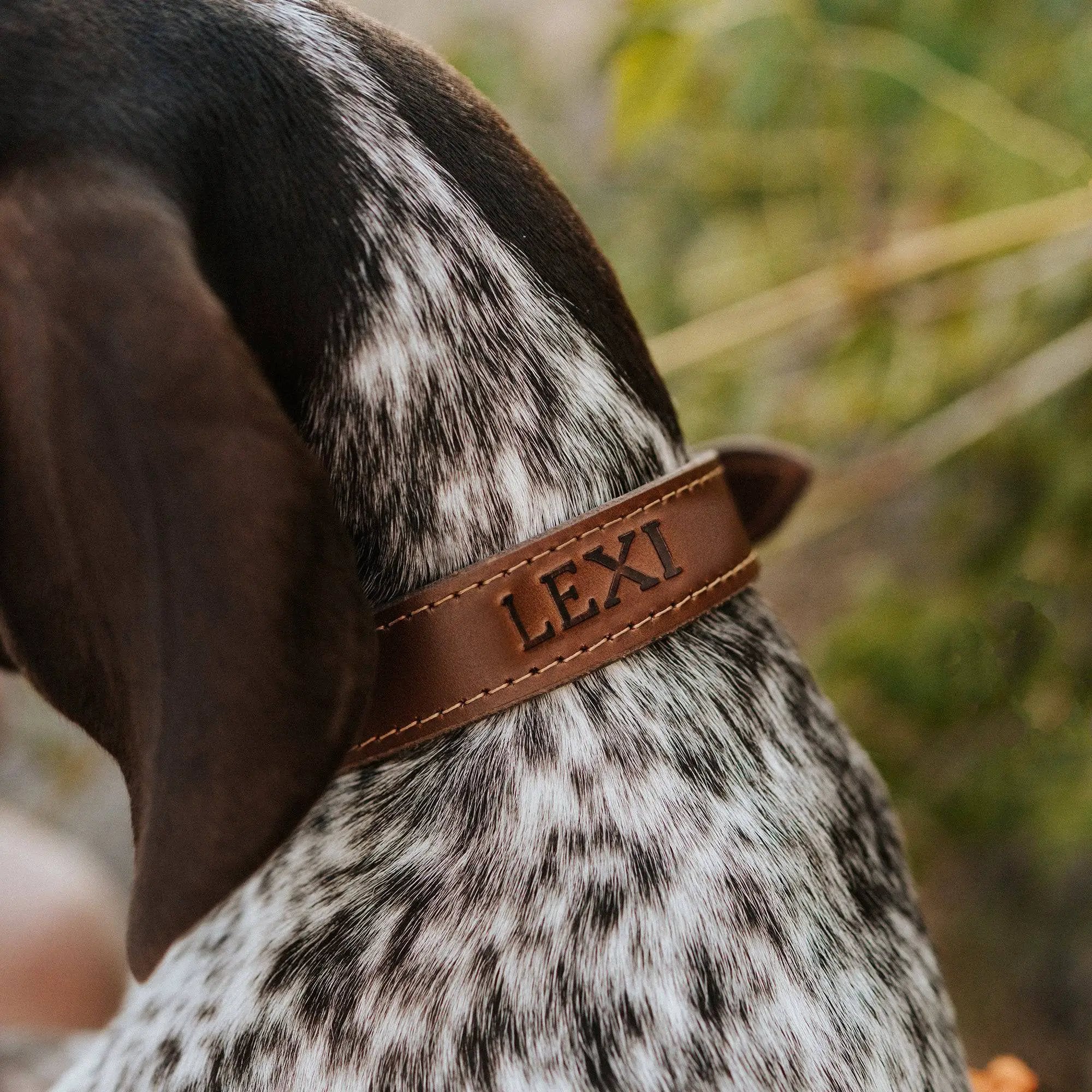 Designer Premium American Leather Dog Collar Full Grain Handcrafted by Lifetime Leather Co