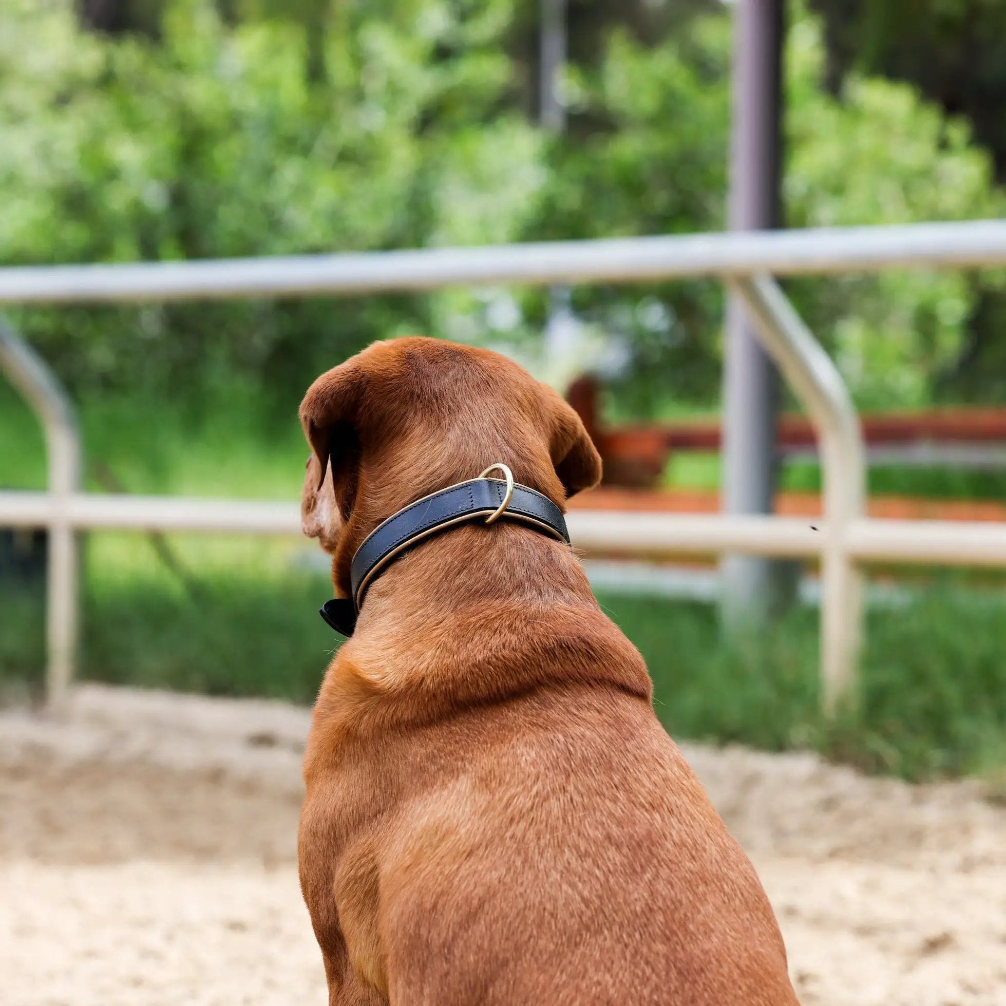 Halter Ego Milan Black Leather And Burnished Gold Trim Dog Collar by Halter Ego®