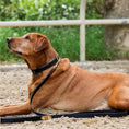 Gallery viewerに画像を読み込む, Halter Ego Milan Black Leather And Burnished Gold Trim Dog Collar by Halter Ego®
