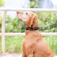 Bild in Galerie-Betrachter laden, Halter Ego Black Patent Leather Celebrity Dog Collar Crystal Rivets by Halter Ego®
