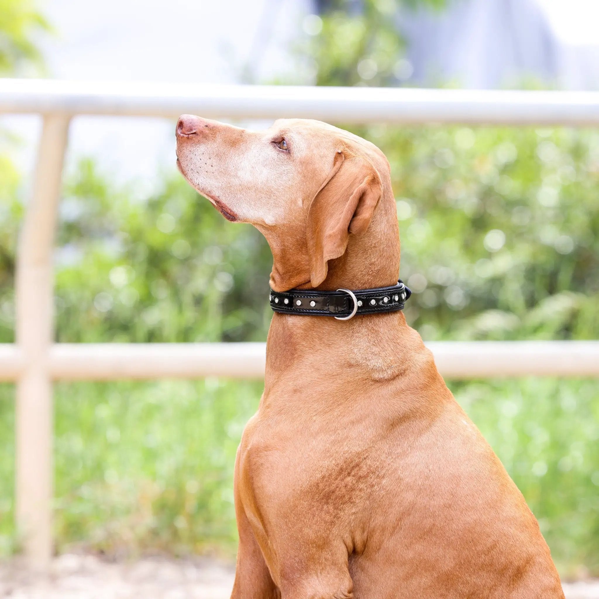 Halter Ego Black Patent Leather Celebrity Dog Collar Crystal Rivets by Halter Ego®