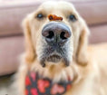 Load image into Gallery viewer, Green Lipped Mussels by Naked Beasts; dog with a mussel on its nose.
