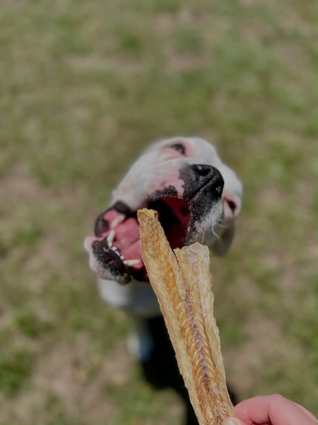 Pollock - Wild Caught dog treat; beige dried fish jerky held by a dog.