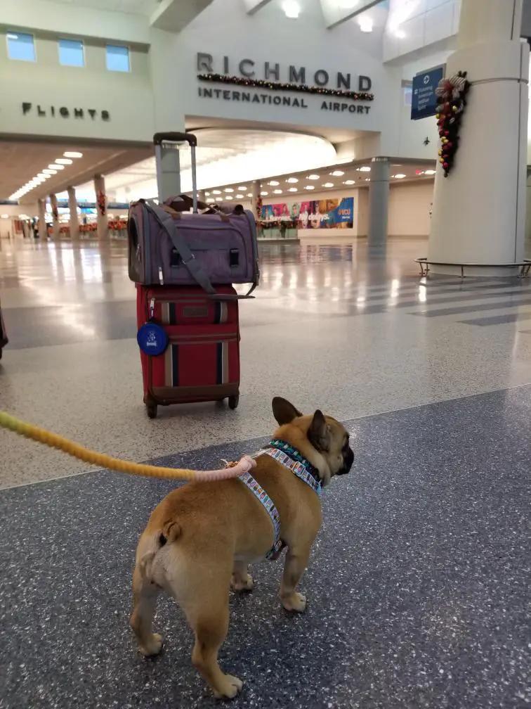 Mr. Peanut's Gold Series V2.0 Pet Carrier, purple travel carrier on luggage at airport with a small dog on leash.
