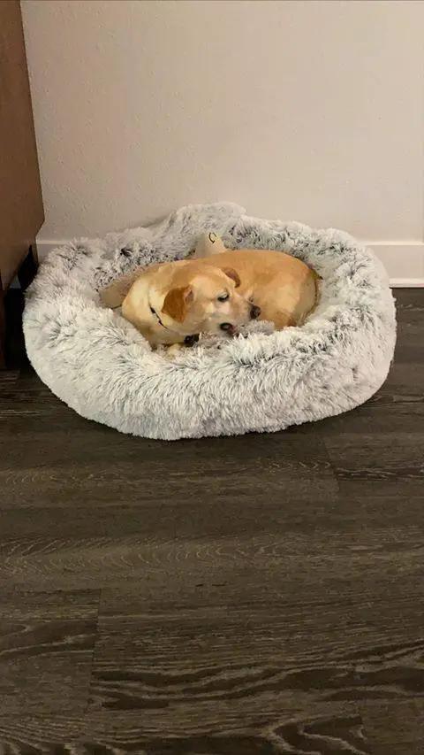 Mr. Peanut's OrthoPlush pet bed, 23-inch gray two-tone donut bed with a dog resting inside.