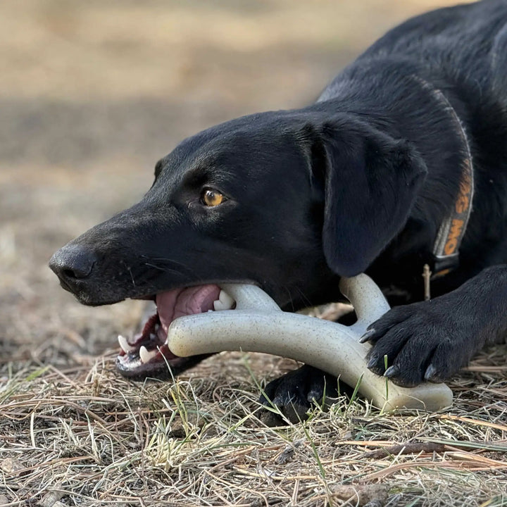 SodaPup Ever Antler nylon dog chew toy, view 5