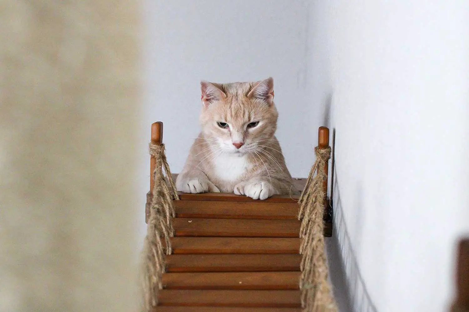 The Expedition Cat Jungle Gym Wall System cat condo with wooden steps and rope rails; orange tabby cat perched.
