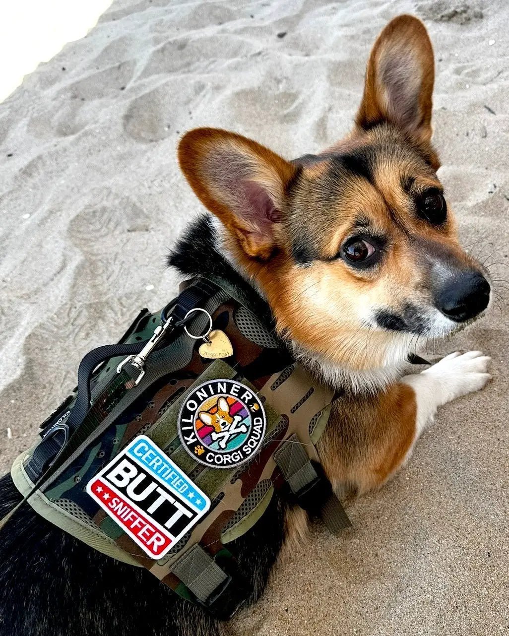 Certified Silly Goose Morale Patch 2.75 Inch Embroidered Hook Backing by kiloninerpets