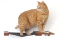 Charger l'image dans la visionneuse de la galerie, Dog Proof Cat Feeder - Wall-Mounted - Raised, wooden platform with metal bowls, orange tabby cat on it.
