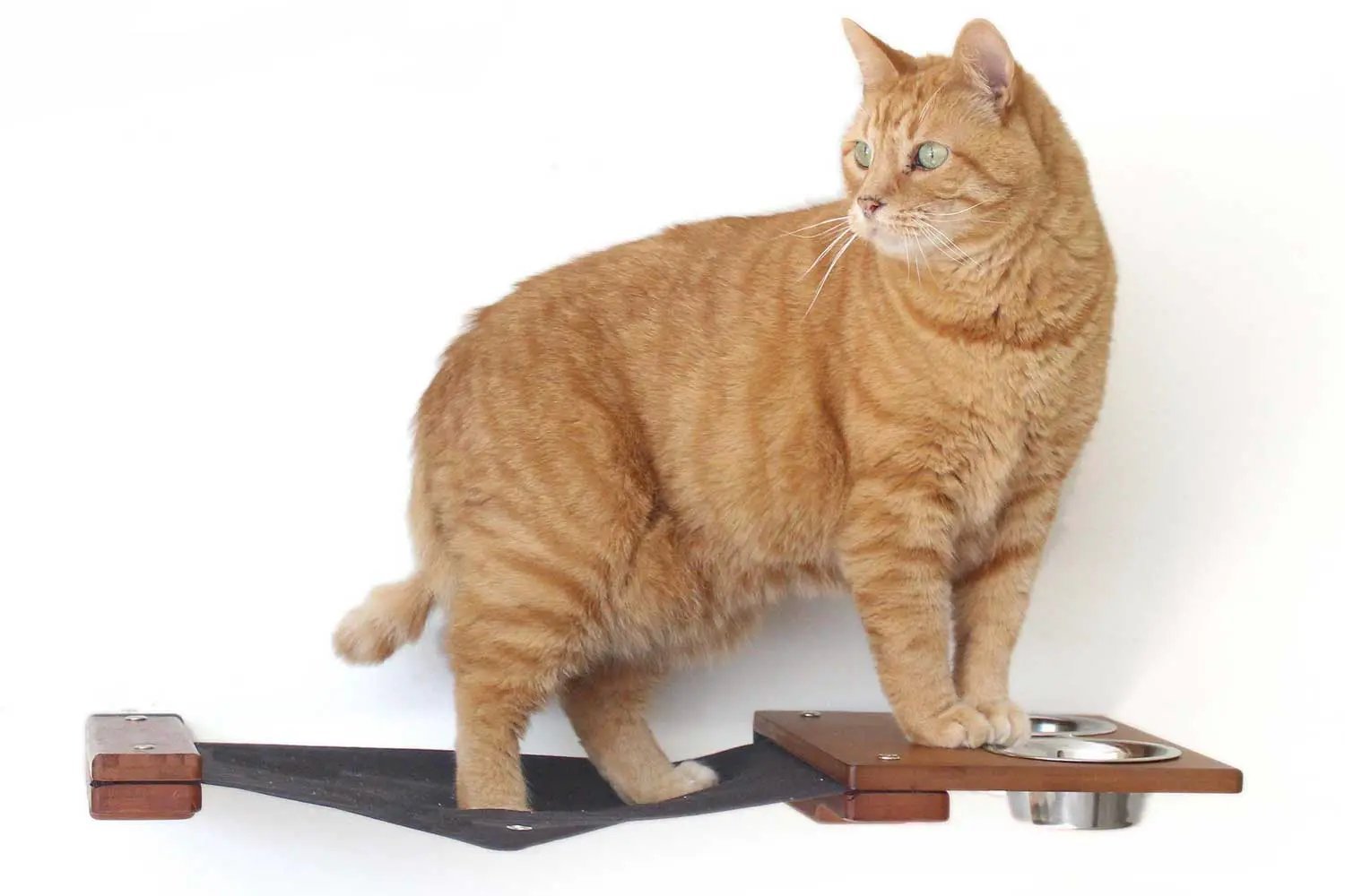 Dog Proof Cat Feeder - Wall-Mounted - Raised, wooden platform with metal bowls, orange tabby cat on it.