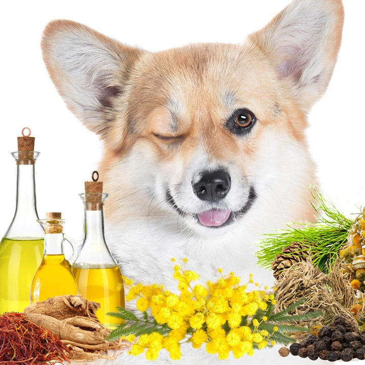 First Sniff Dog Cologne, view 5