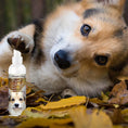 Load image into Gallery viewer, First Sniff Dog Cologne - Your First Sniff Stays on My Mind
