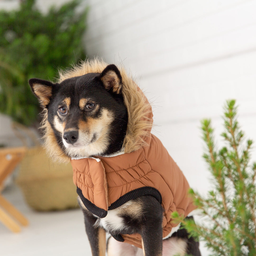 GF Pet Urban Parka, Caramel