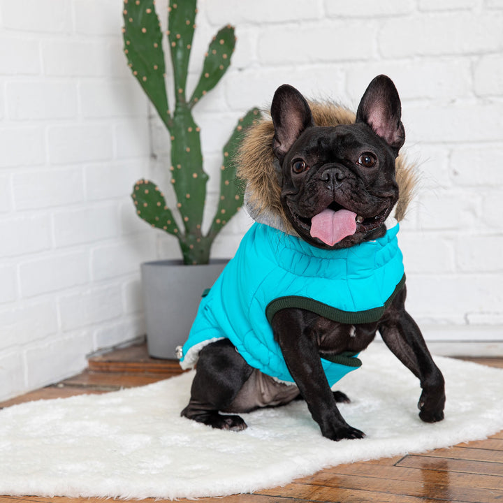 GF Pet Winter Sailor Parka, Aqua