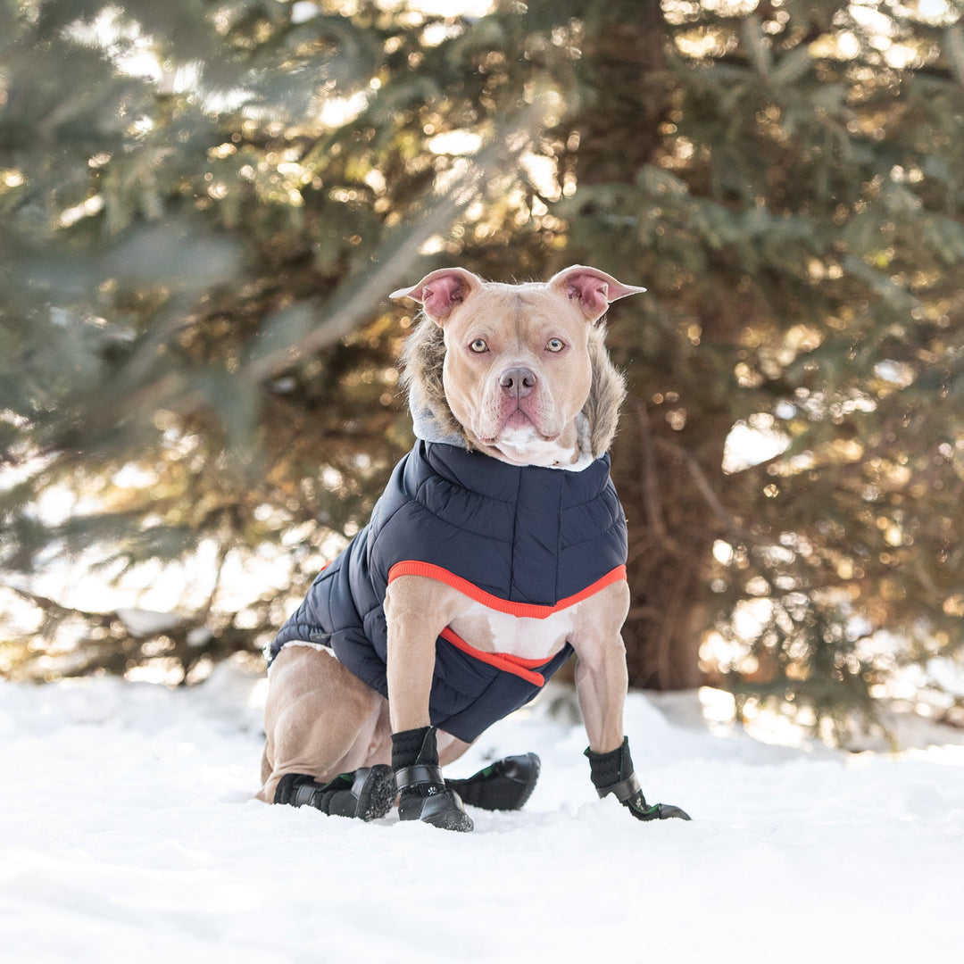 GF Pet Winter Sailor Parka, Navy