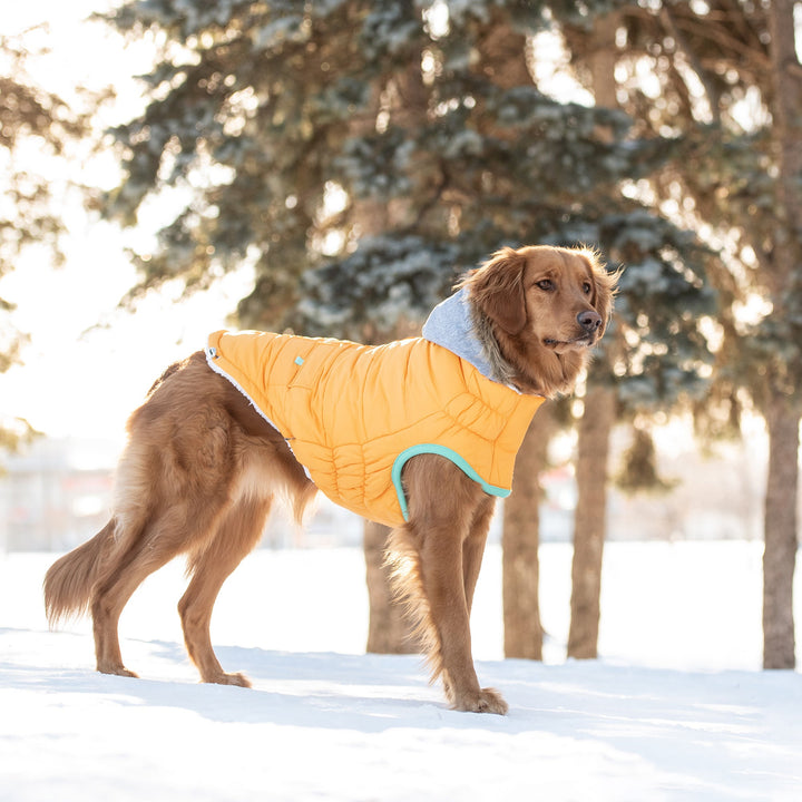 GF Pet Winter Sailor Parka, Yellow