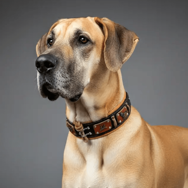 The "Hunter" collar - Pet Collars & Harnesses from Bestia Dog Gear