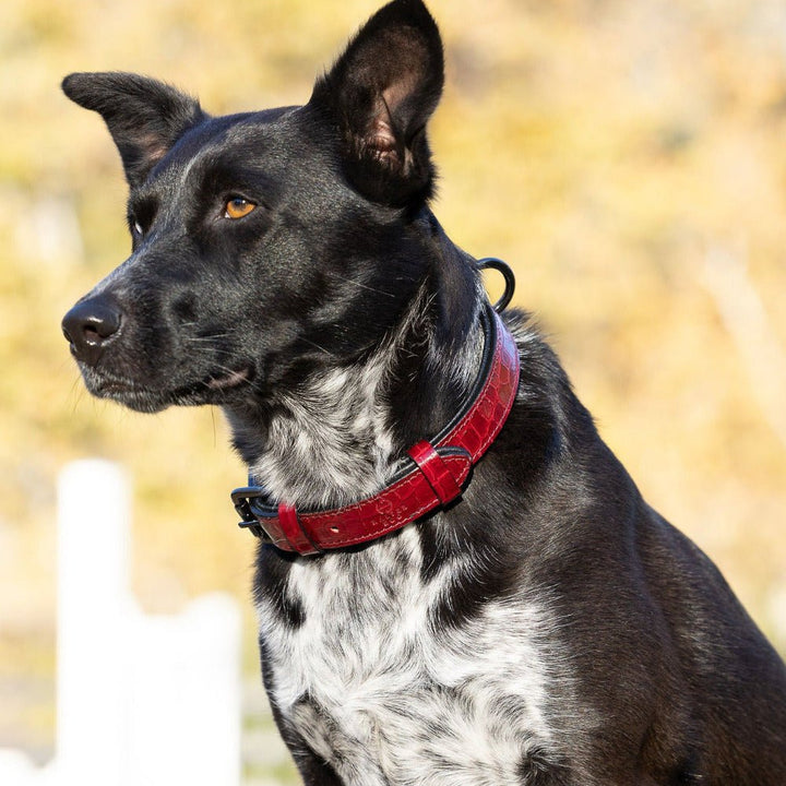 Halter Ego Breanna Red Croc Leather Dog Collar on a dog