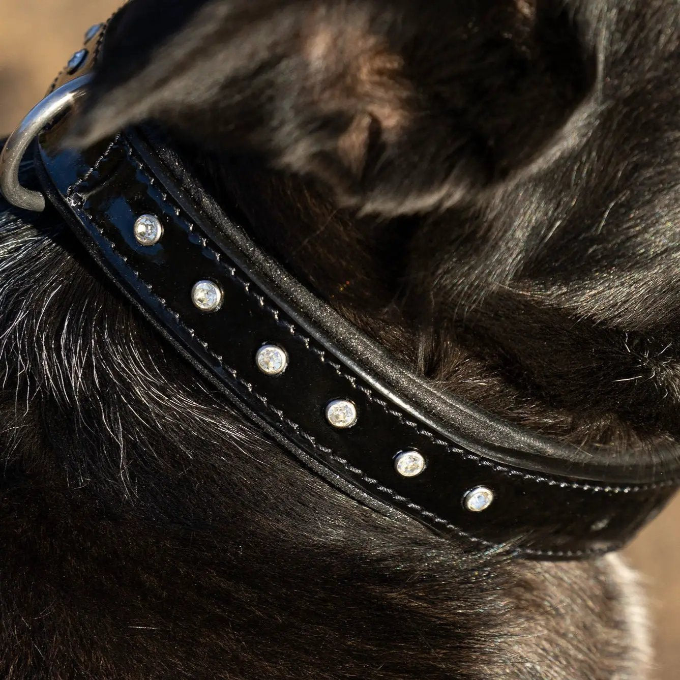 Halter Ego Black Patent Leather Celebrity Dog Collar Crystal Rivets by Halter Ego®