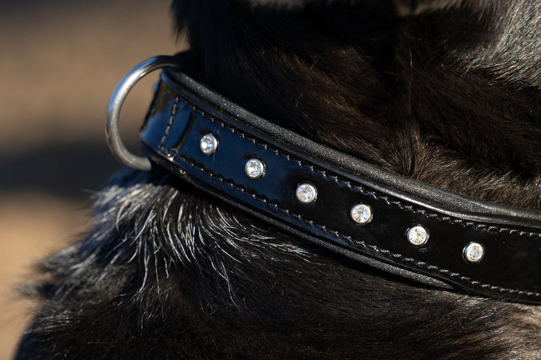 Halter Ego Celebrity Black Patent Leather Dog Collar, close-up of the lining and D-ring